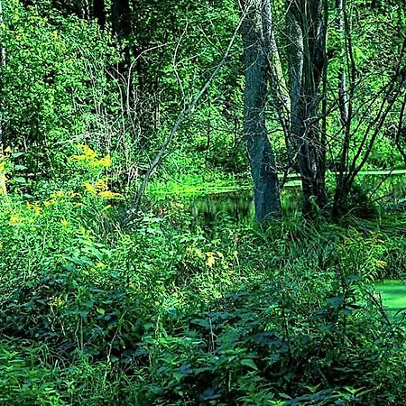 Lesna Osada Przy Suntago Park * Radziejowice